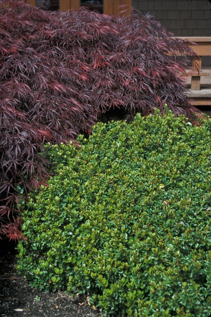 Ilex X 'little Rascal' - View 13 from www redcrocus com