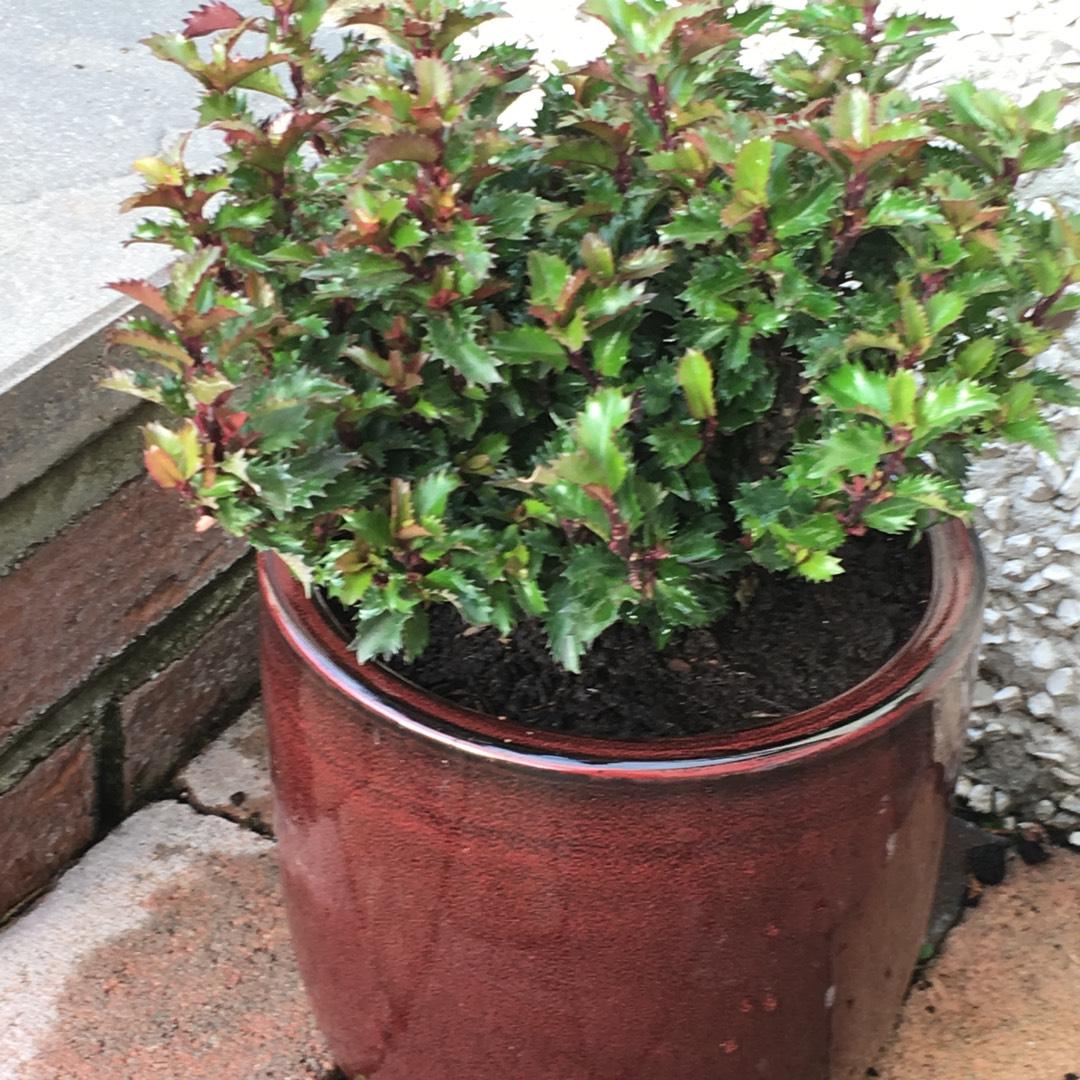 Ilex X 'little Rascal' - View 14 from www redcrocus com