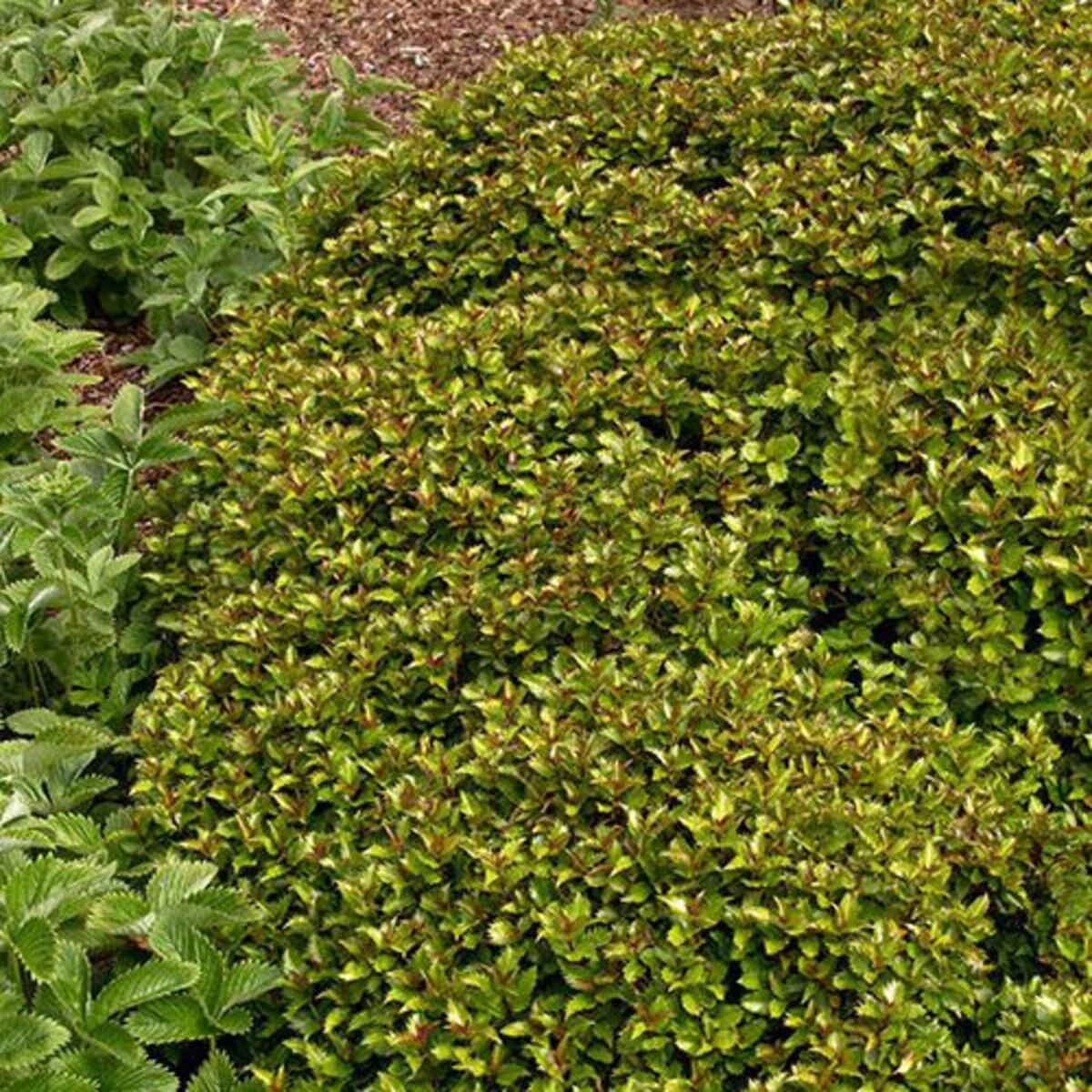 Ilex X 'little Rascal' - View 15 from www redcrocus com
