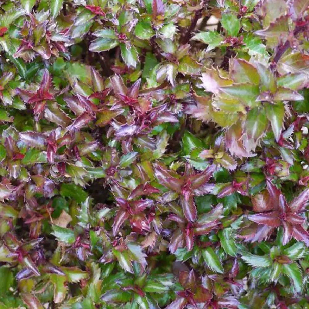 Ilex X 'little Rascal' - View 16 from www redcrocus com