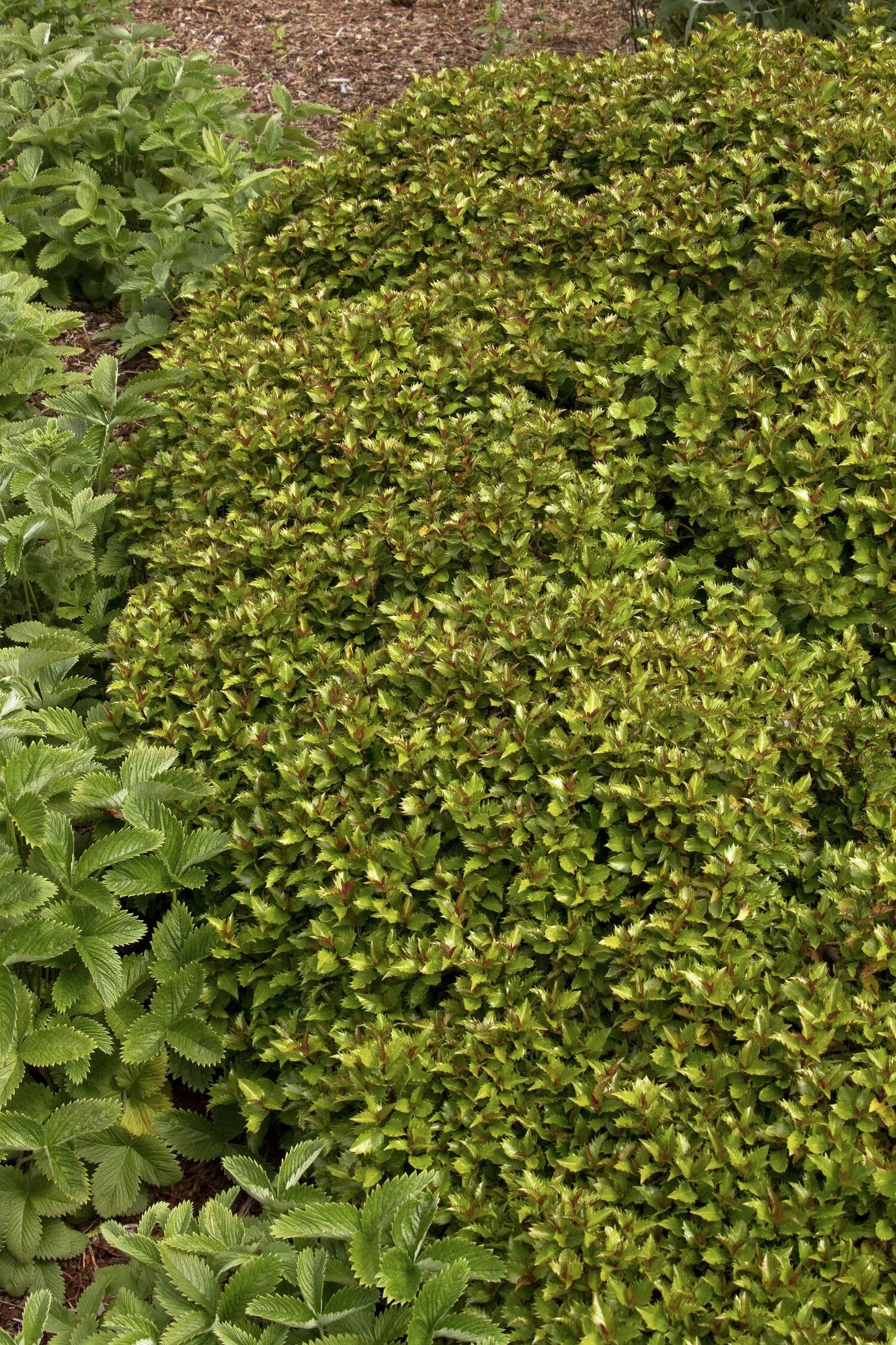 Ilex X 'little Rascal' - View 18 from www redcrocus com