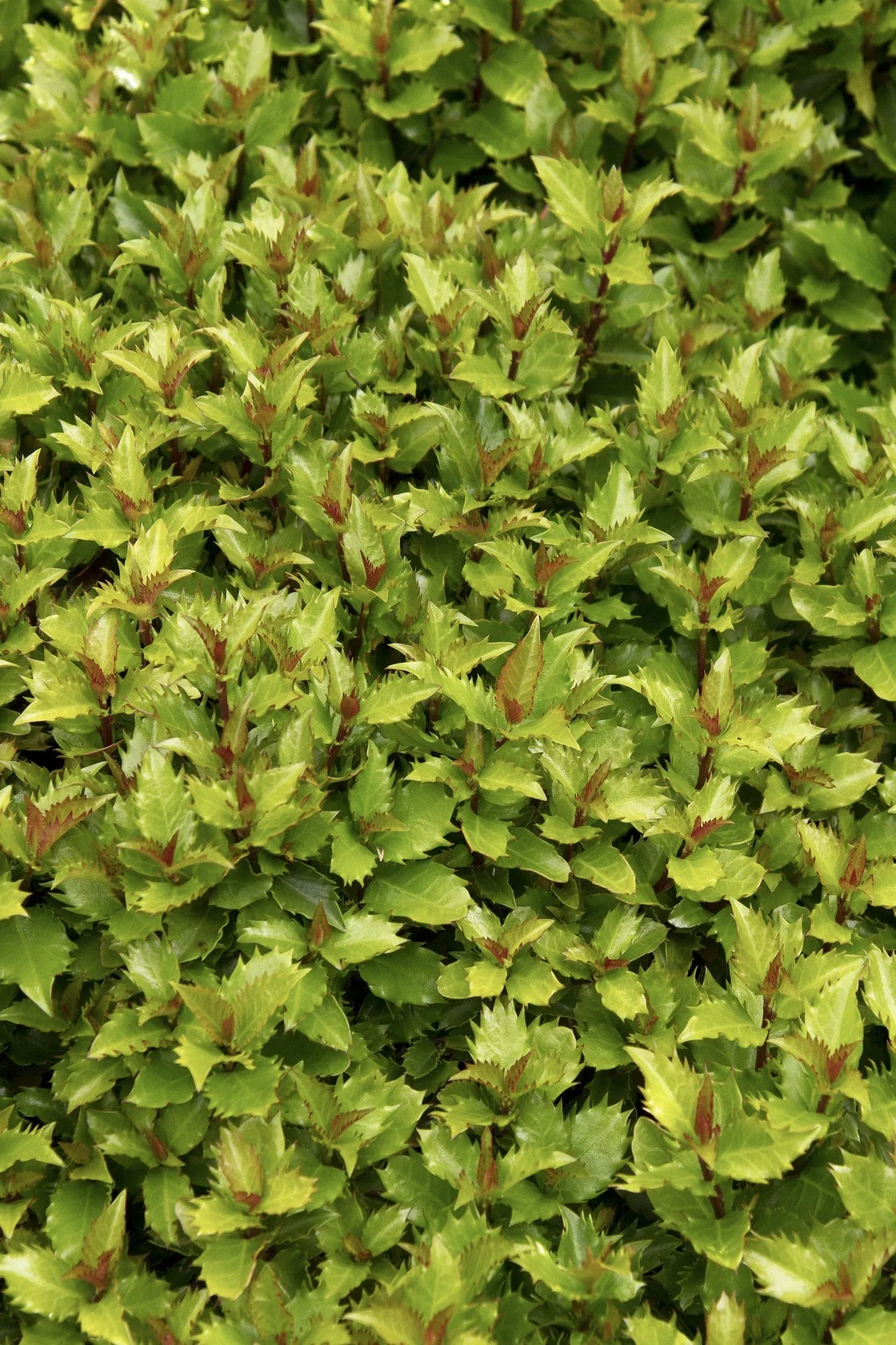 Ilex X 'little Rascal' - View 1 from www redcrocus com