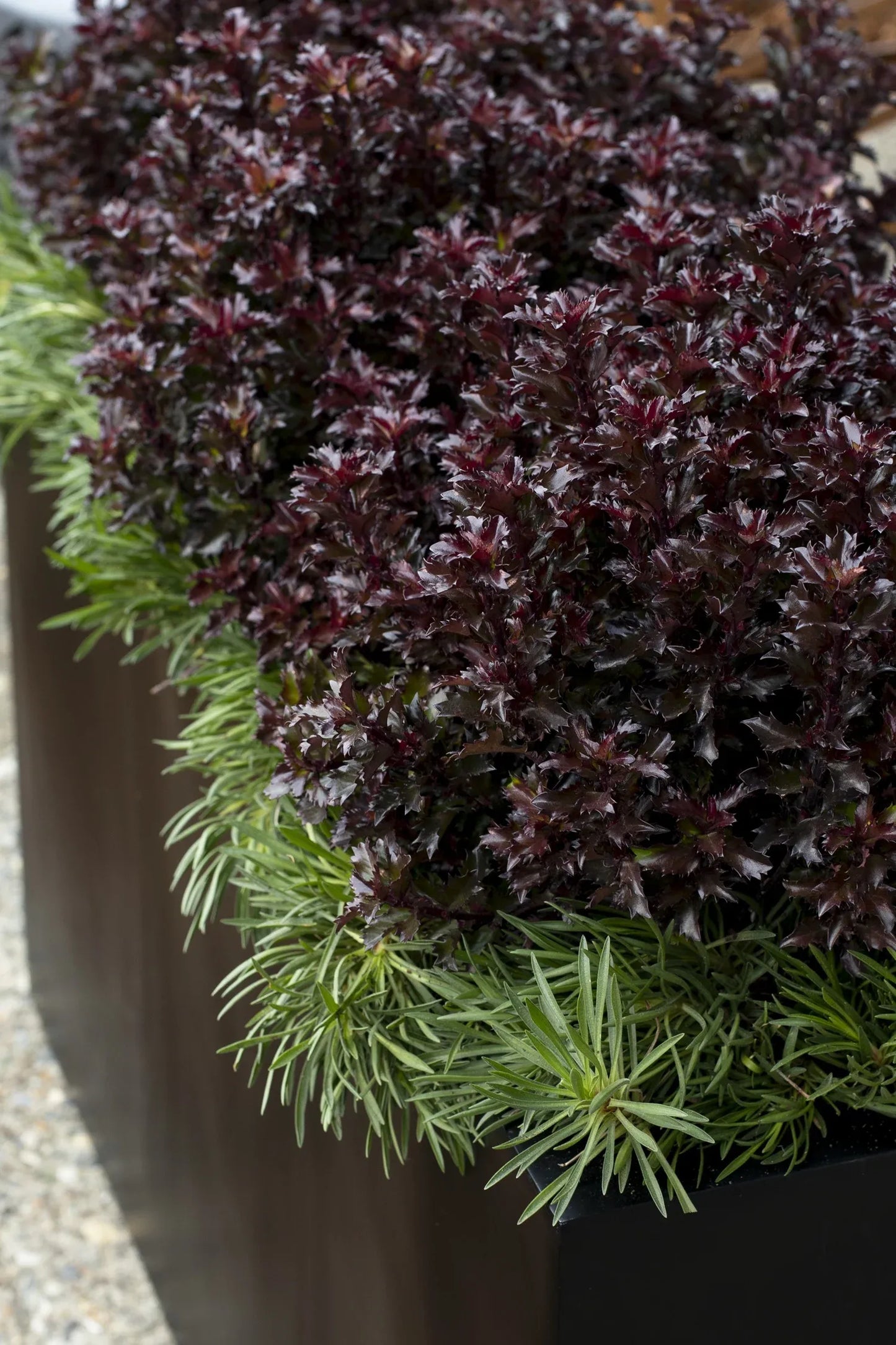 Ilex X 'little Rascal' - View 3 from www redcrocus com