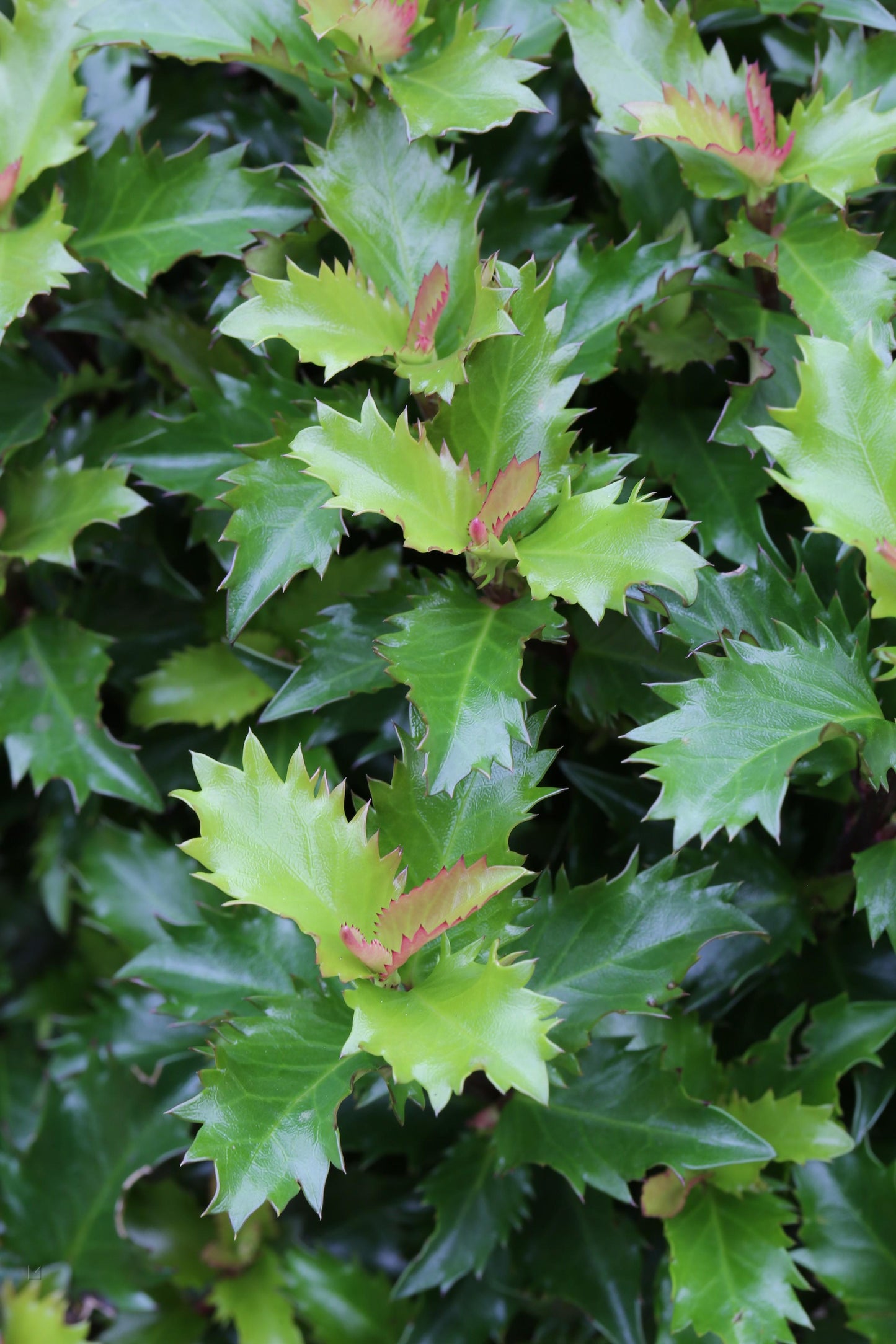 Ilex X 'little Rascal' - View 3 from www redcrocus com