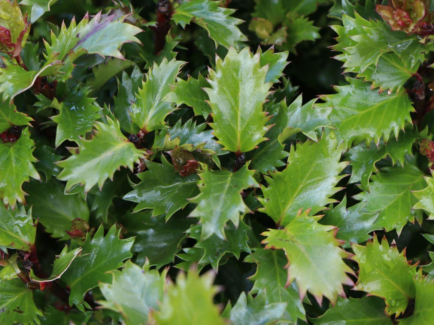 Ilex X 'little Rascal' - View 4 from www redcrocus com