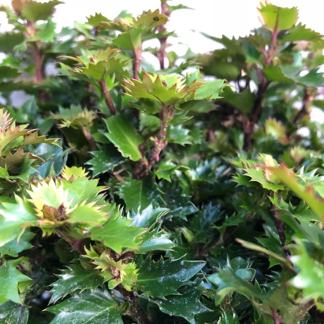Ilex X 'little Rascal' - View 6 from www redcrocus com