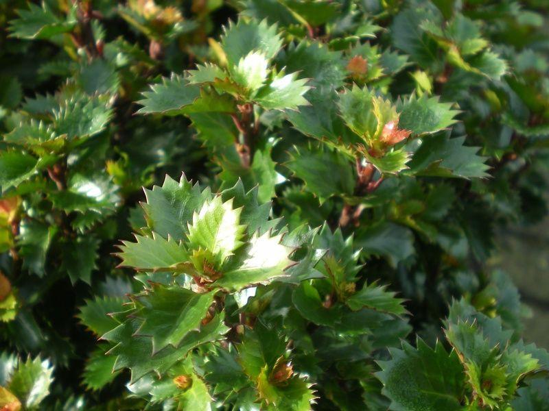 Ilex X 'little Rascal' - View 7 from www redcrocus com