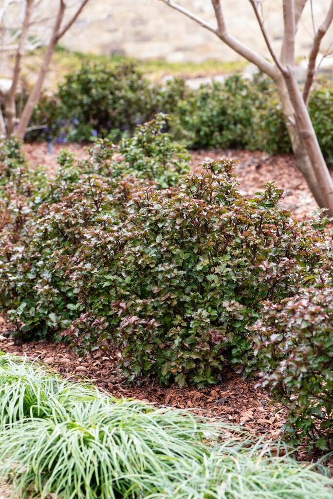 Ilex X 'little Rascal' - View 8 from www redcrocus com