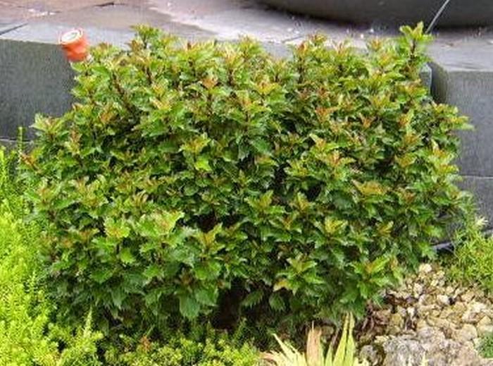 Ilex X 'little Rascal' - View 9 from www redcrocus com