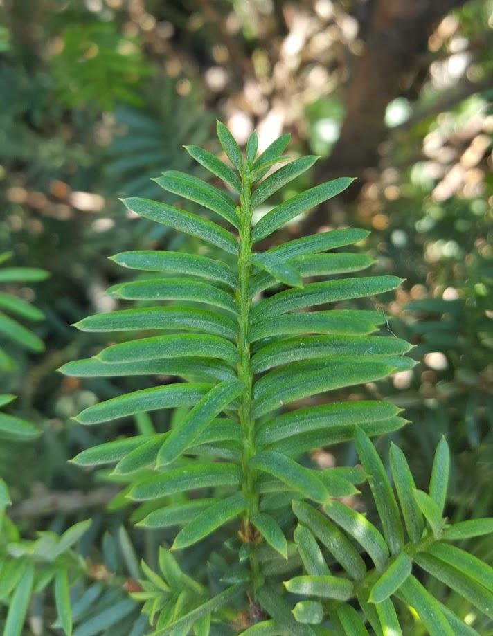 Taxus Cuspidata 'capitata' Columnar - View 14 from www redcrocus com