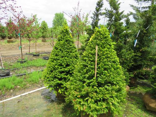 Taxus Cuspidata 'capitata' Columnar - View 15 from www redcrocus com