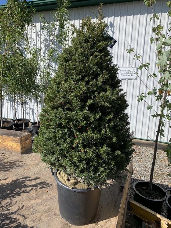 Taxus Cuspidata 'capitata' Columnar - View 17 from www redcrocus com