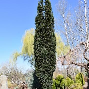 Taxus Cuspidata 'capitata' Columnar - View 9 from www redcrocus com