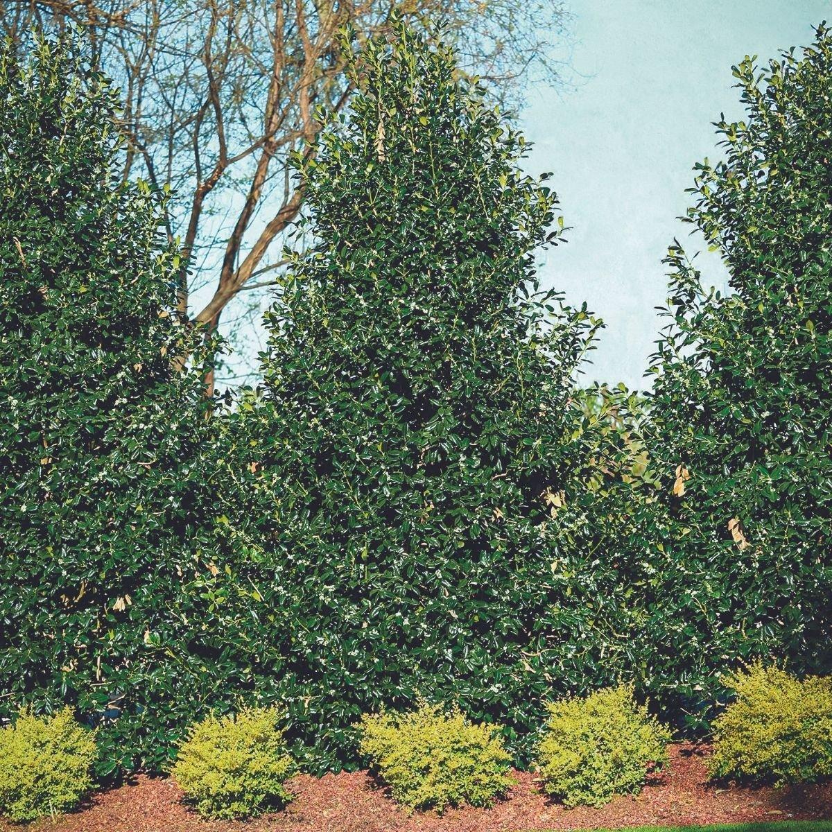 Ilex X 'nellie R Stevens' - View 13 from www redcrocus com