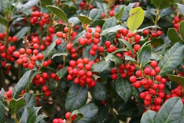 Ilex X 'nellie R Stevens' - View 2 from www redcrocus com