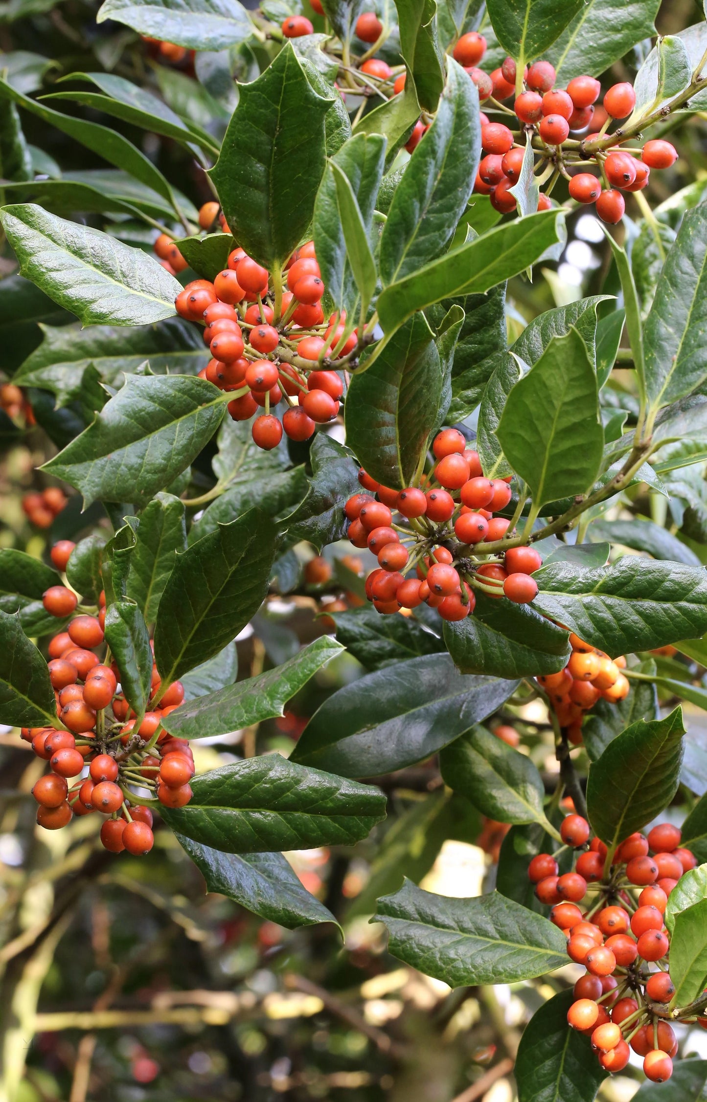 Ilex X 'nellie R Stevens' - View 7 from www redcrocus com