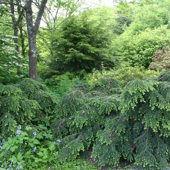 Tsuga Canadensis 'elmwood Cascade' - View 3 from www redcrocus com