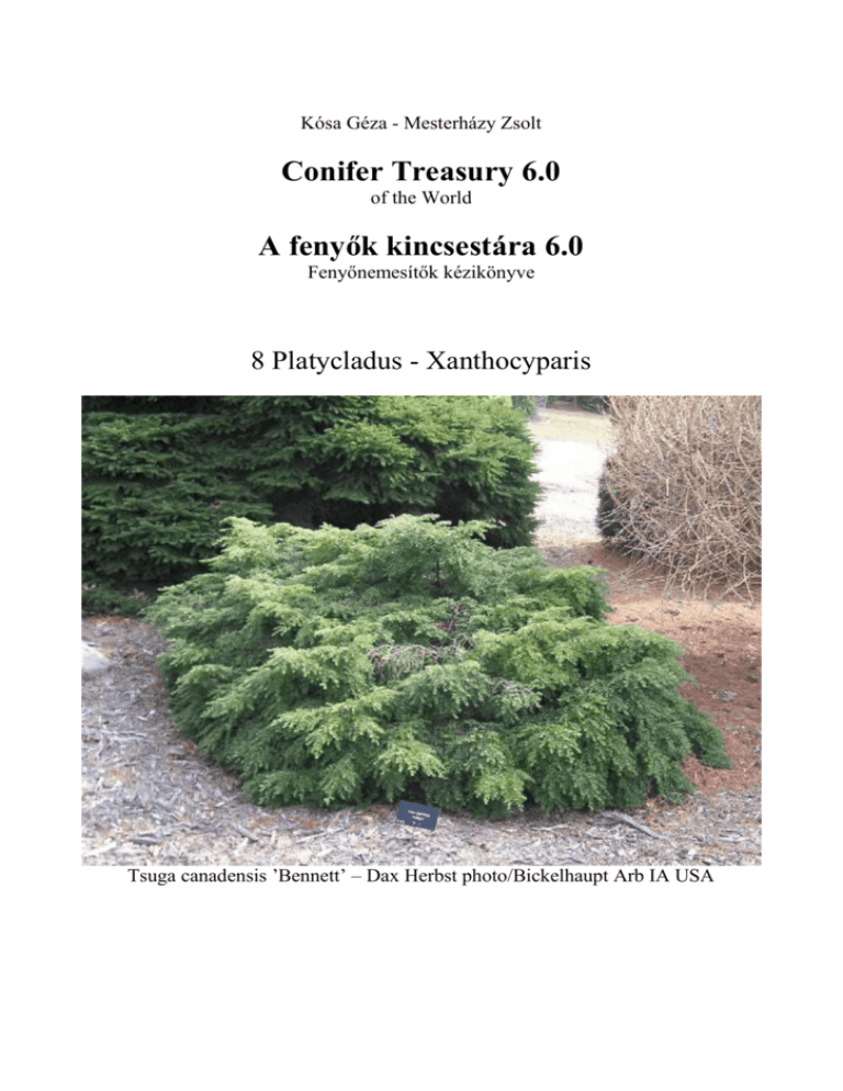Tsuga Canadensis 'elmwood Cascade' - View 7 from www redcrocus com