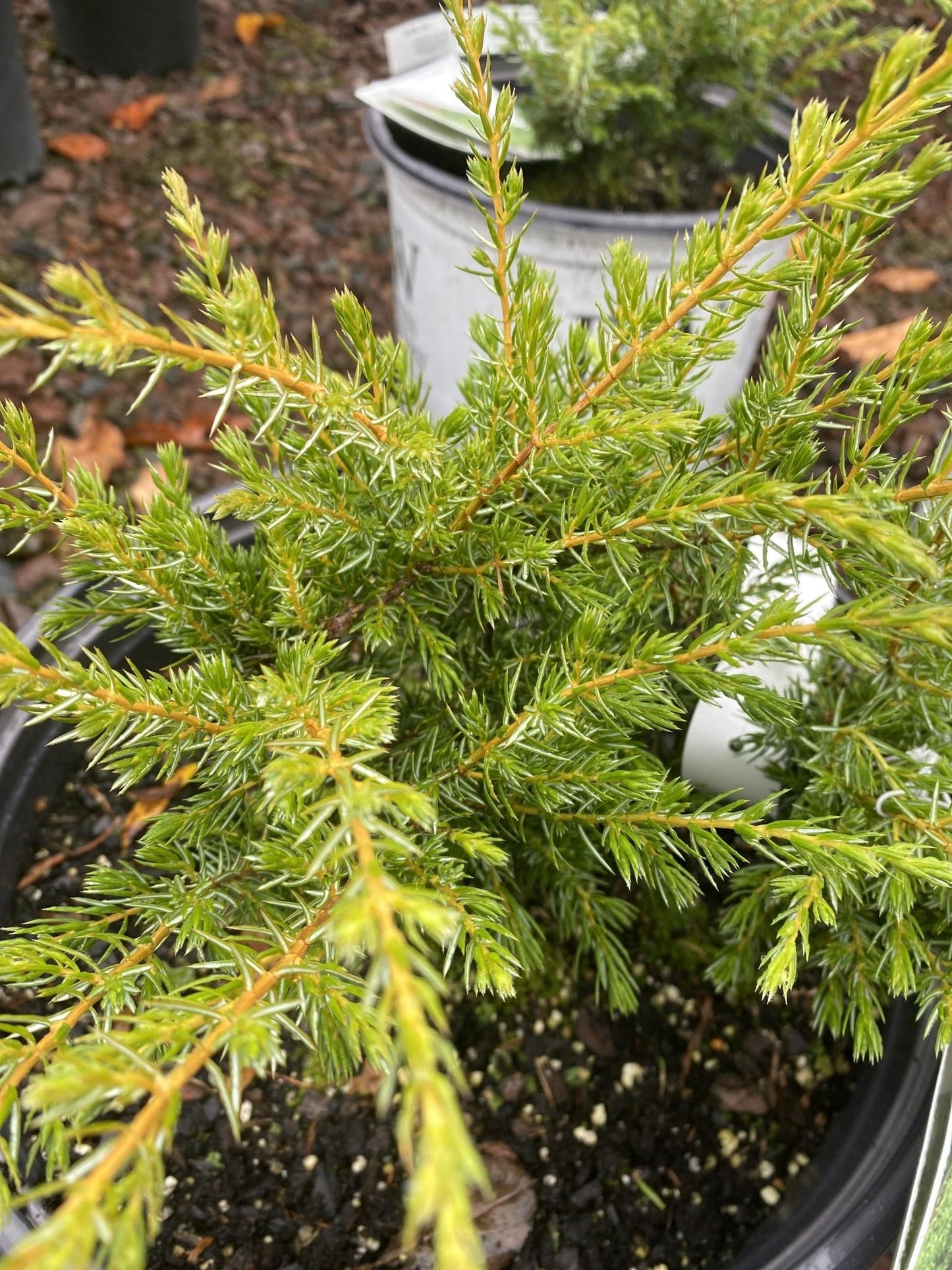 Juniperus Communis 'tortuga' - View 10 from www redcrocus com