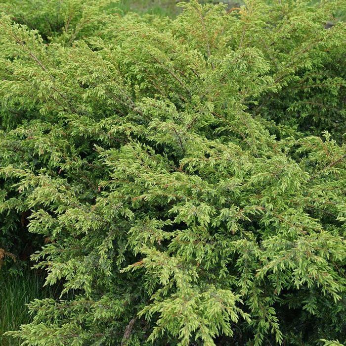 Juniperus Communis 'tortuga' - View 11 from www redcrocus com