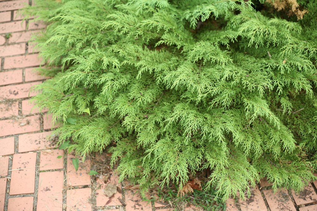 Juniperus Communis 'tortuga' - View 13 from www redcrocus com