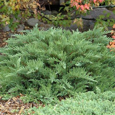 Juniperus Communis 'tortuga' - View 15 from www redcrocus com