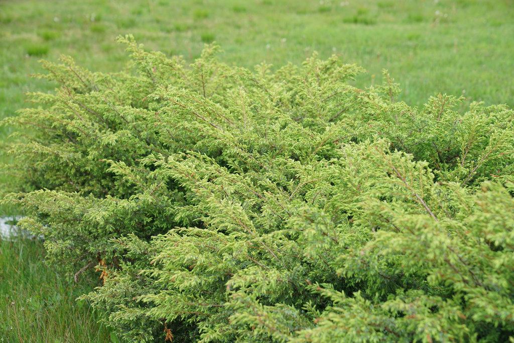 Juniperus Communis 'tortuga' - View 3 from www redcrocus com