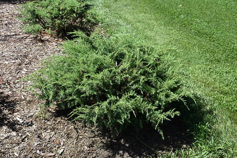 Juniperus Communis 'tortuga' - View 4 from www redcrocus com