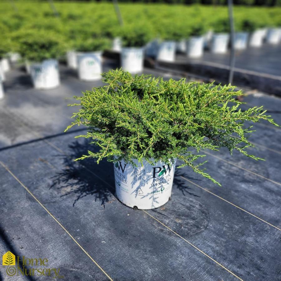 Juniperus Communis 'tortuga' - View 6 from www redcrocus com