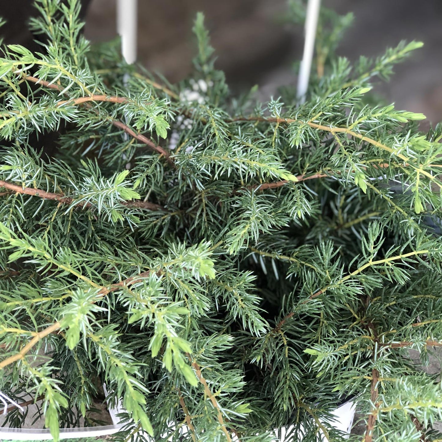 Juniperus Communis 'tortuga' - View 7 from www redcrocus com