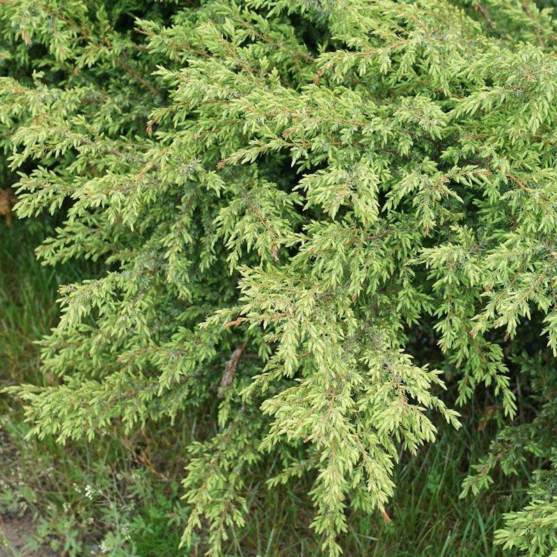 Juniperus Communis 'tortuga' - View 8 from www redcrocus com