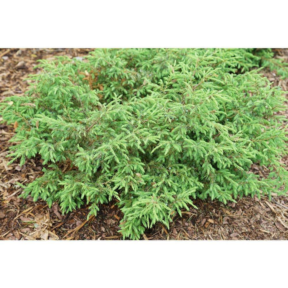 Juniperus Communis 'tortuga' - View 9 from www redcrocus com