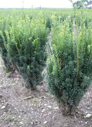 Taxus Media 'rising Star' - View 13 from www redcrocus com
