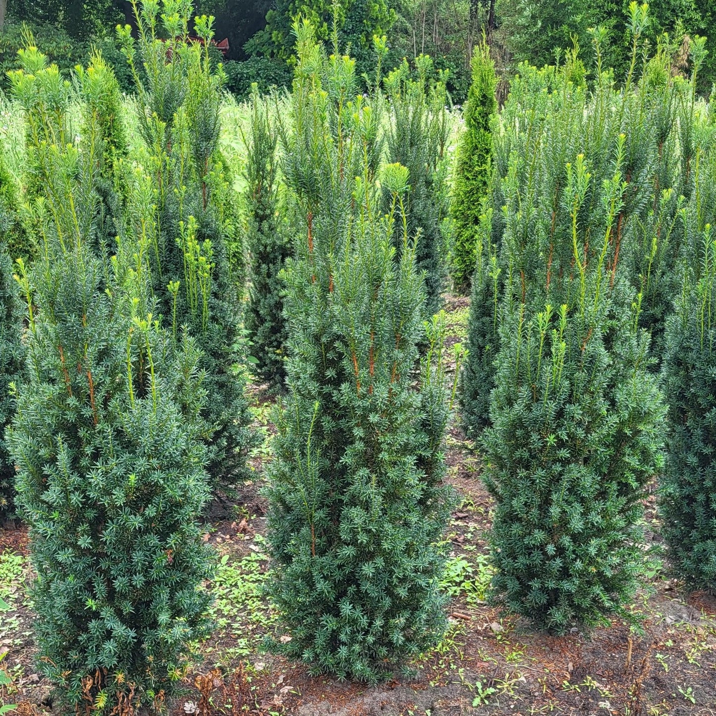 Taxus Media 'rising Star' - View 14 from www redcrocus com