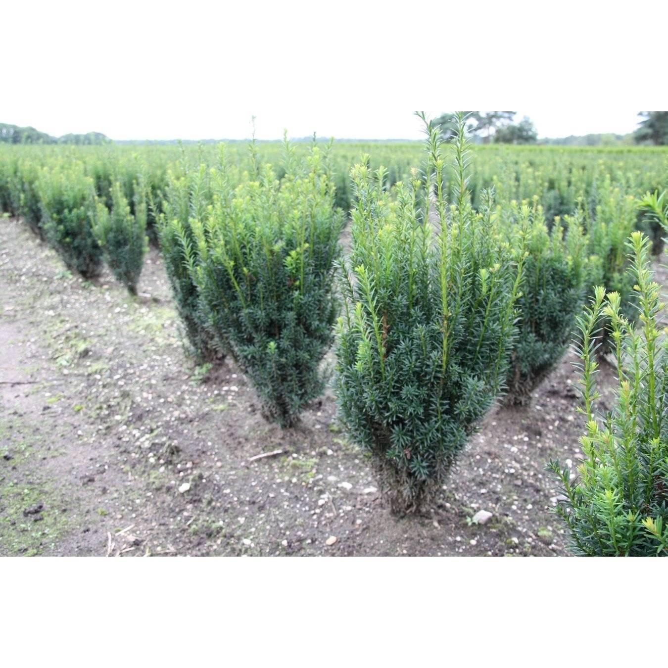 Taxus Media 'rising Star' - View 15 from www redcrocus com