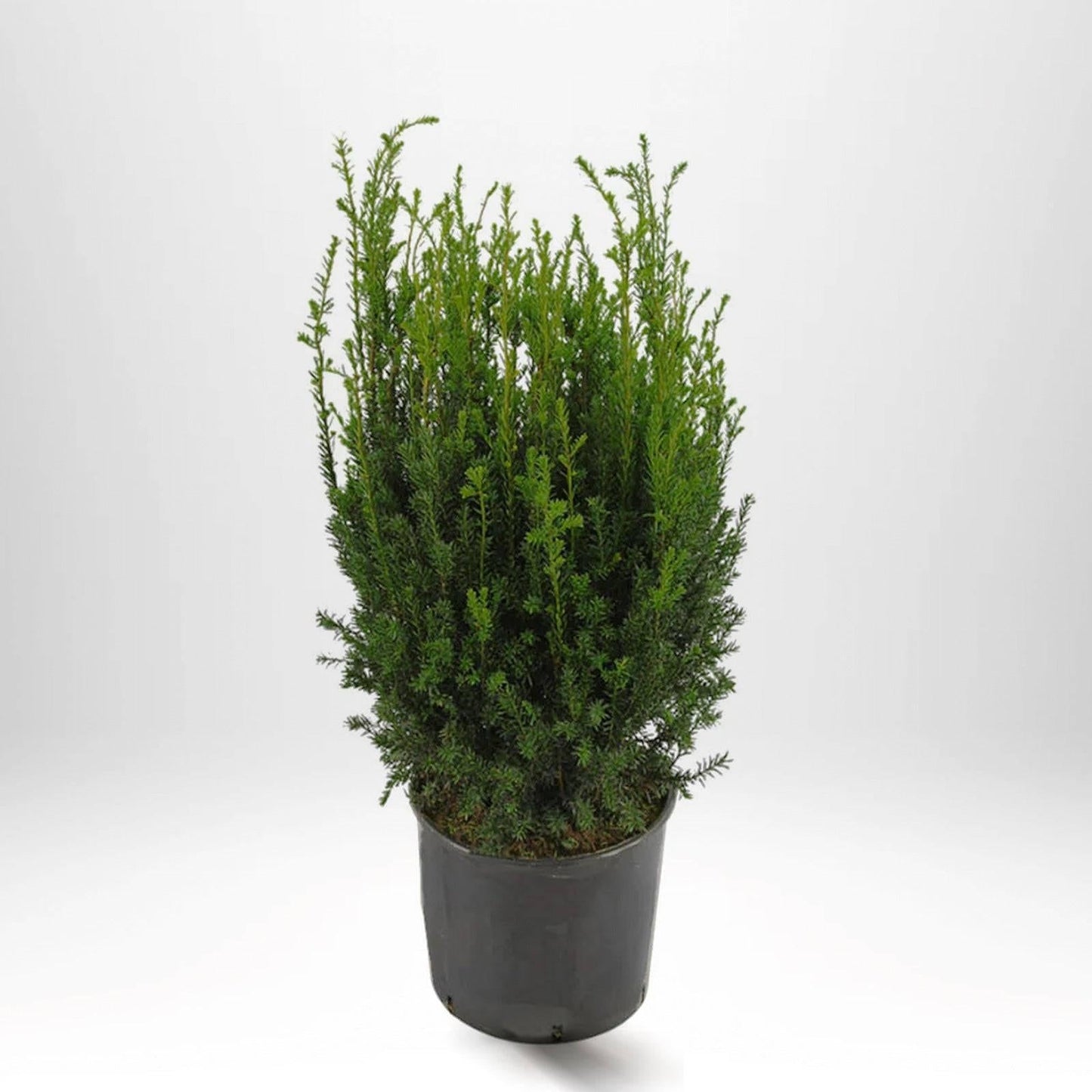 Taxus Media 'rising Star' - View 18 from www redcrocus com