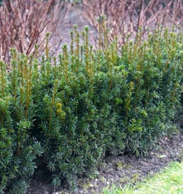 Taxus Media 'rising Star' - View 1 from www redcrocus com