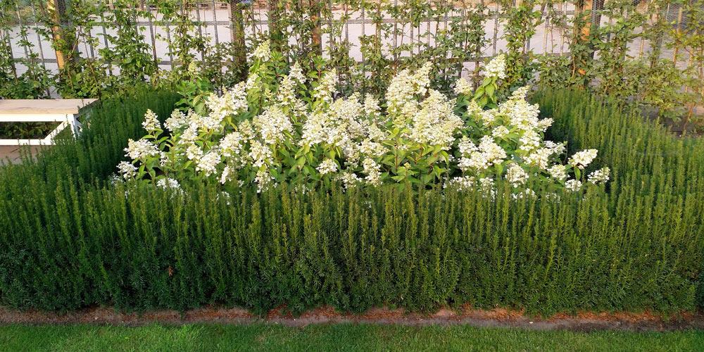 Taxus Media 'rising Star' - View 2 from www redcrocus com