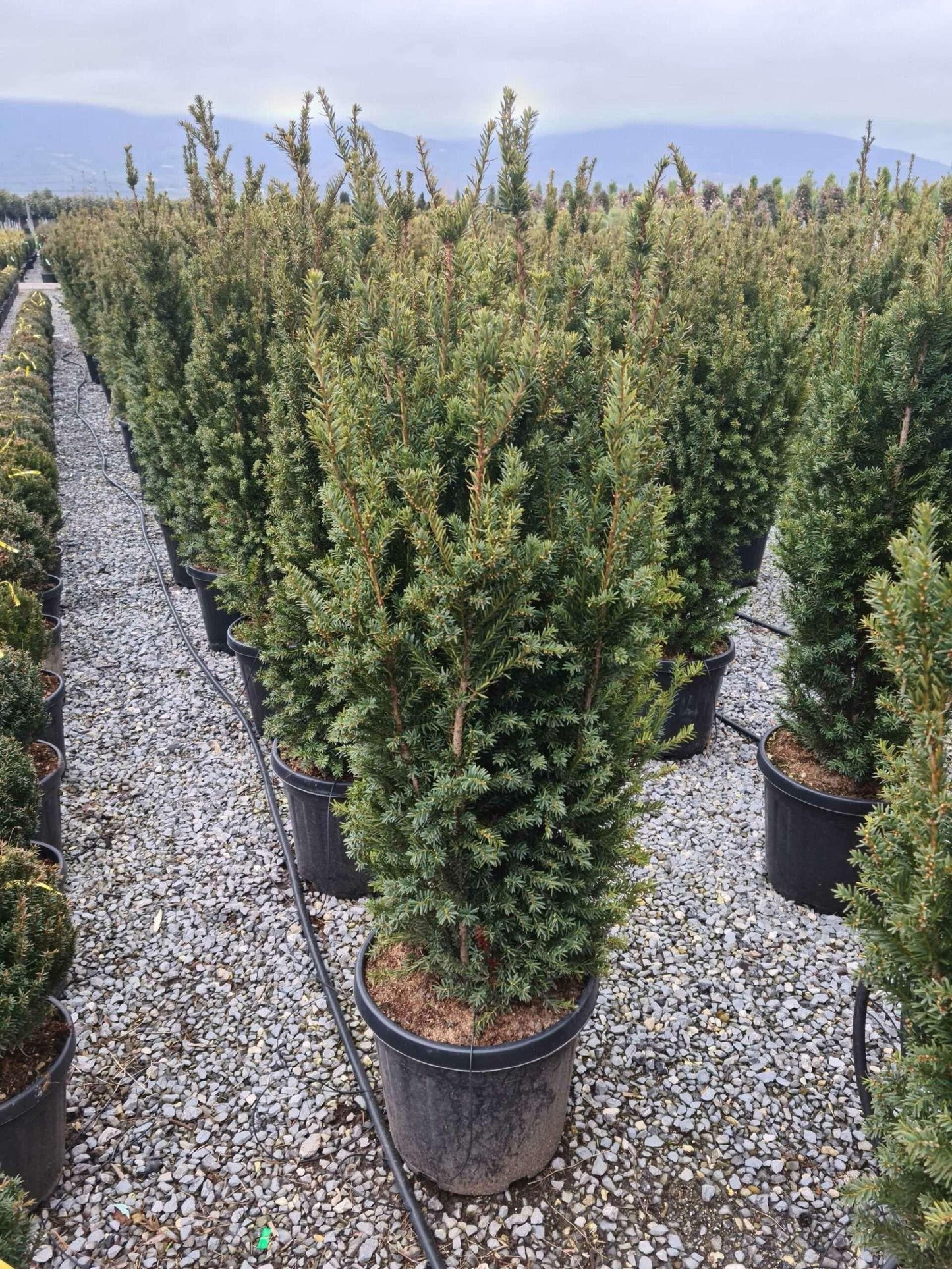 Taxus Media 'rising Star' - View 3 from www redcrocus com