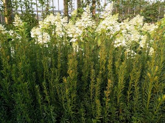 Taxus Media 'rising Star' - View 4 from www redcrocus com