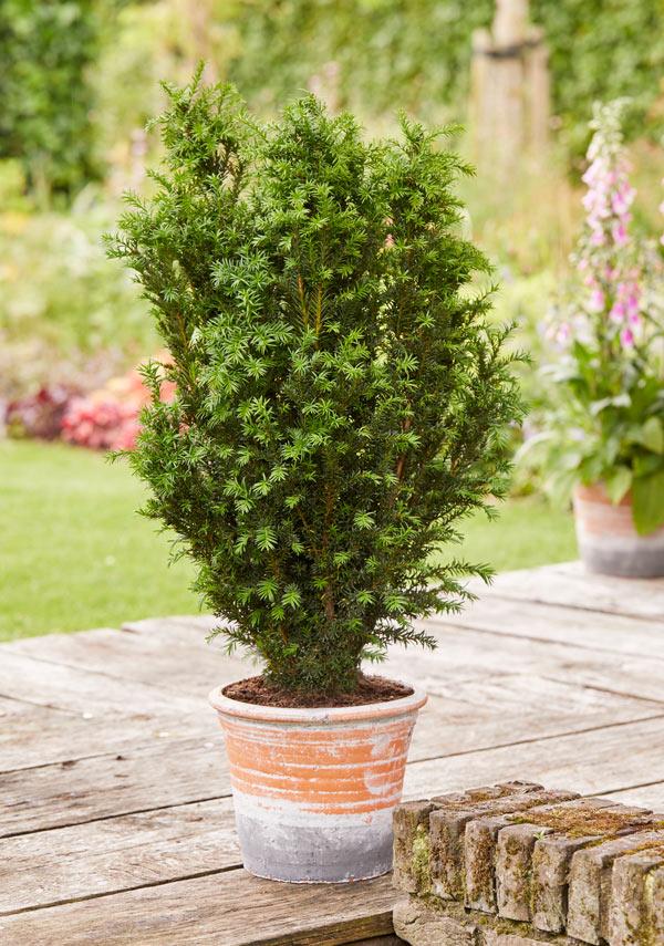 Taxus Media 'rising Star' - View 5 from www redcrocus com