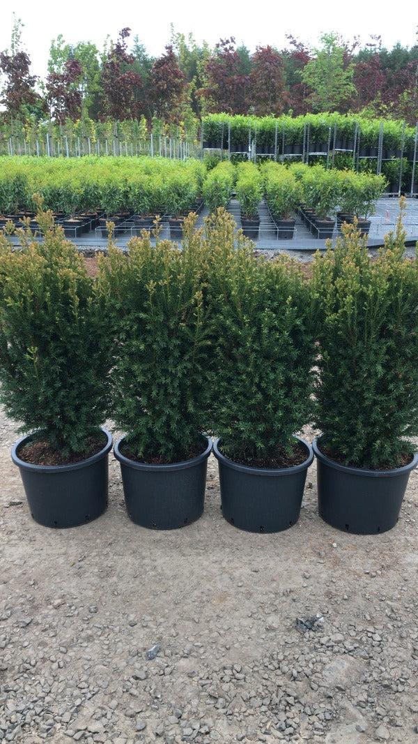 Taxus Media 'rising Star' - View 6 from www redcrocus com