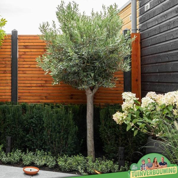 Taxus Media 'rising Star' - View 8 from www redcrocus com