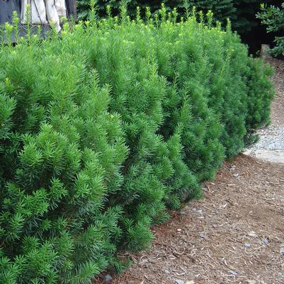 Taxus Media 'rising Star' - View 9 from www redcrocus com