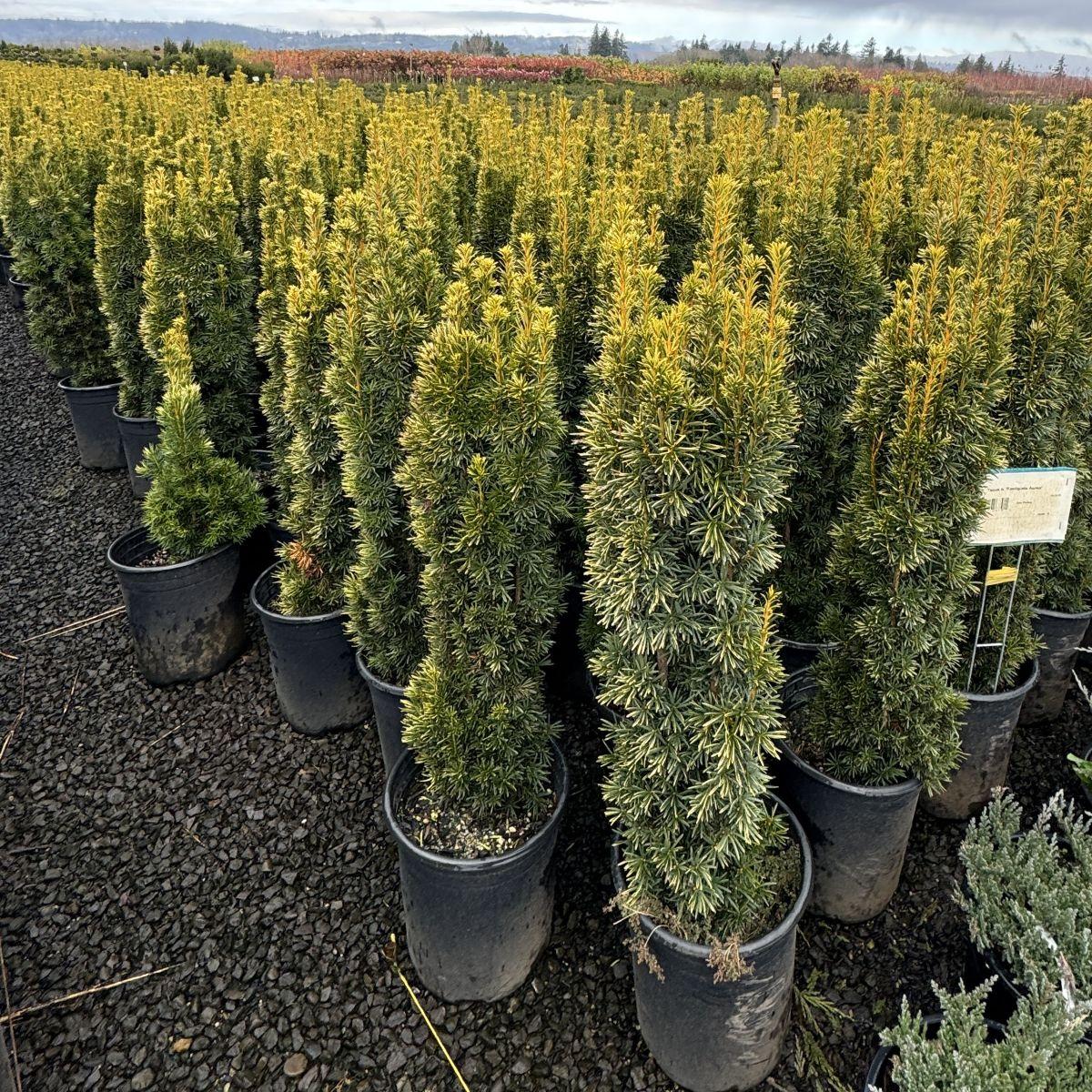 Taxus Baccata 'fastigiata' - View 10 from www redcrocus com