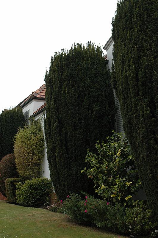 Taxus Baccata 'fastigiata' - View 11 from www redcrocus com