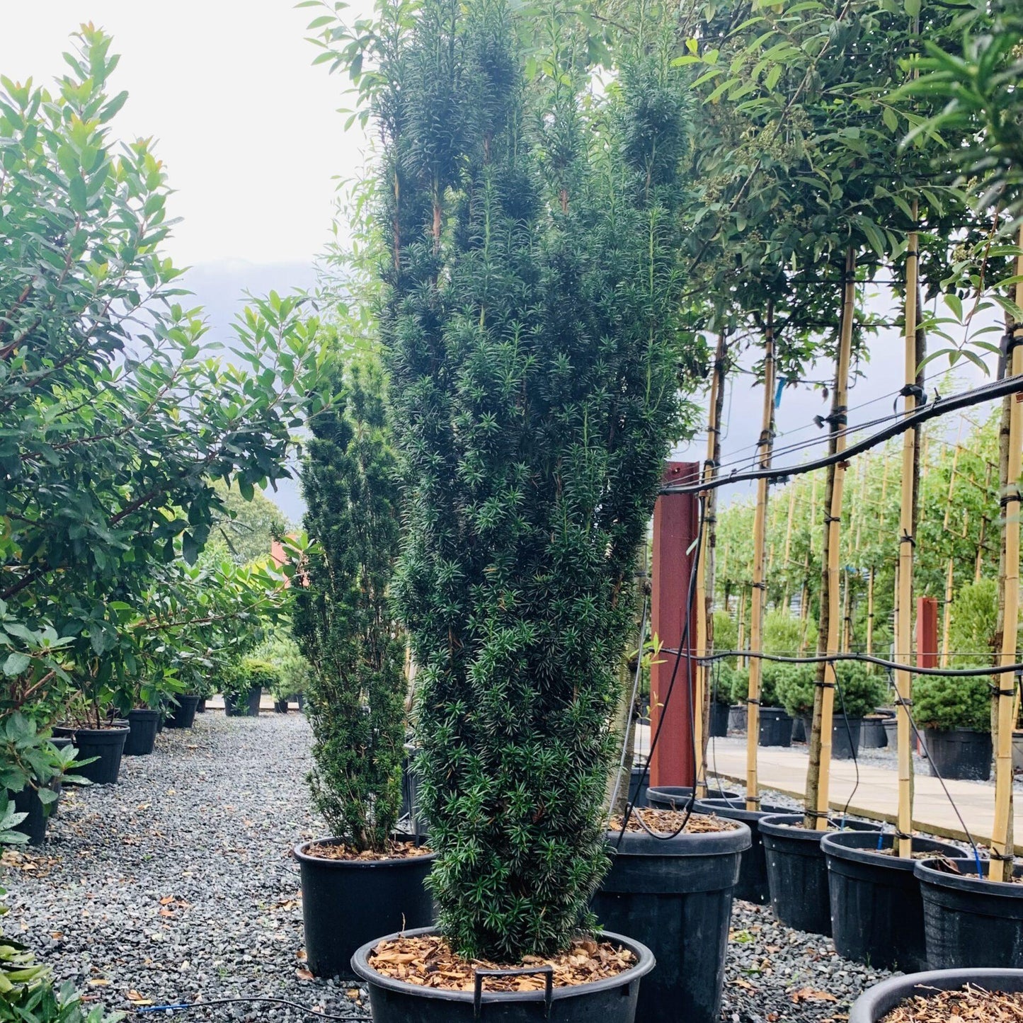 Taxus Baccata 'fastigiata' - View 12 from www redcrocus com