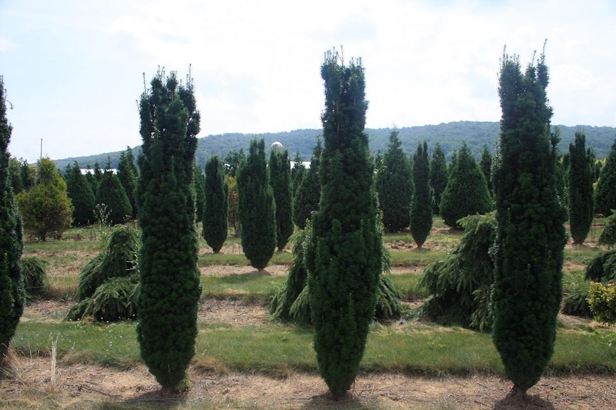 Taxus Baccata 'fastigiata' - View 14 from www redcrocus com