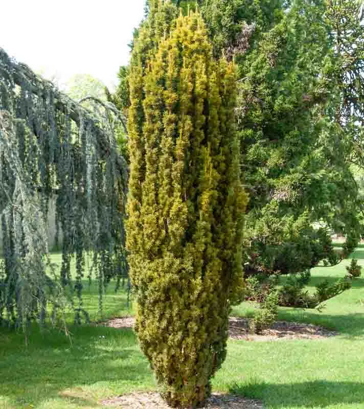 Taxus Baccata 'fastigiata' - View 15 from www redcrocus com
