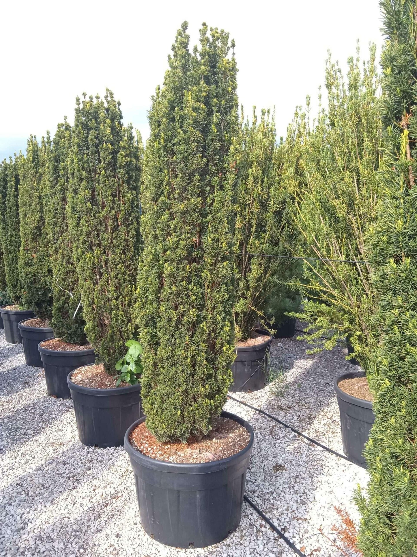 Taxus Baccata 'fastigiata' - View 16 from www redcrocus com